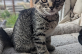 Domestic Short Hair