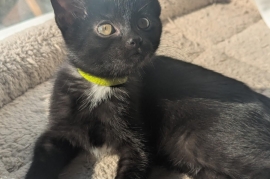Domestic Short Hair