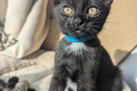 Domestic Short Hair