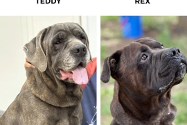 Mastiff