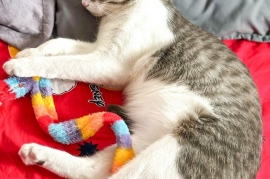 Domestic Short Hair