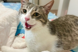 Domestic Short Hair