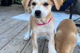 Mixed Breed