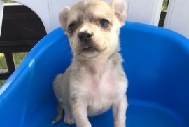 Mixed Breed