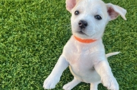 Mixed Breed