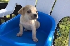 Mixed Breed