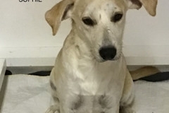 Mixed Breed