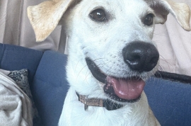 Mixed Breed