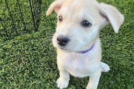Mixed Breed