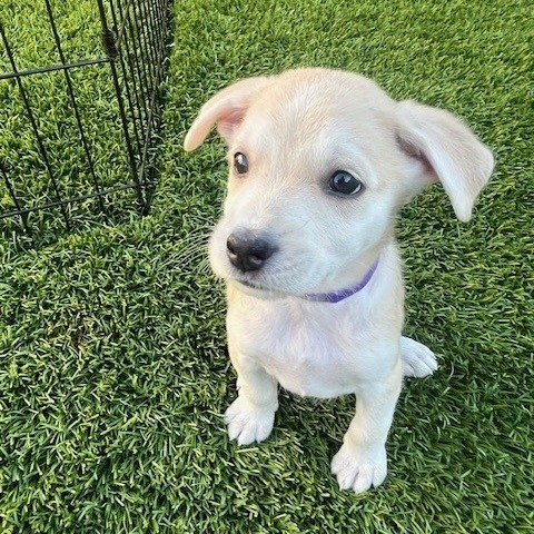 Mixed Breed