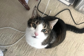 Domestic Short Hair
