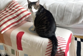 Domestic Short Hair