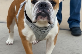 English Bulldog