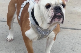 English Bulldog