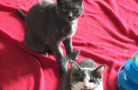 Domestic Short Hair
