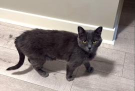 Domestic Short Hair
