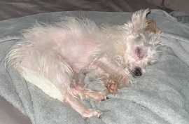 Terrier