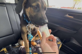 Mixed Breed