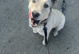 Australian Cattle Dog / Blue Heeler