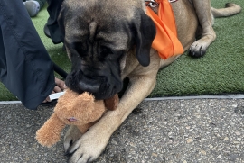 Mastiff