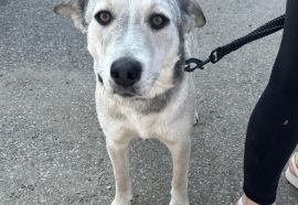 Husky