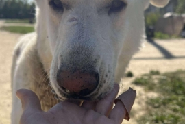 Great Pyrenees