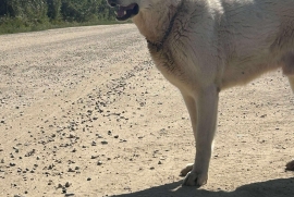Great Pyrenees