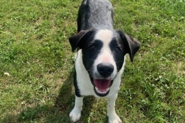 Border Collie