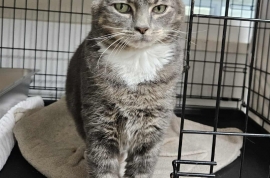 Domestic Short Hair