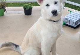 Siberian Husky