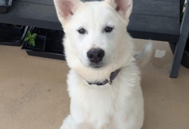 Siberian Husky