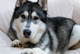 Siberian Husky