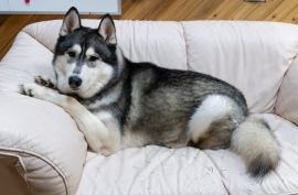 Siberian Husky Siberian Husky