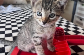 Domestic Short Hair