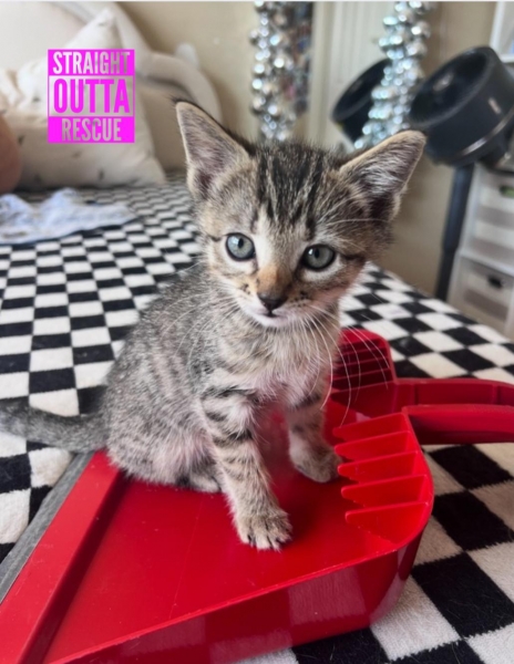 Domestic Short Hair