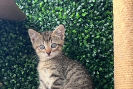 Domestic Short Hair