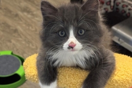 Domestic Short Hair