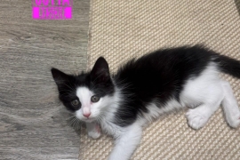 Domestic Short Hair