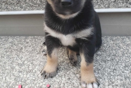 Siberian Husky Siberian Husky