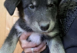 Siberian Husky