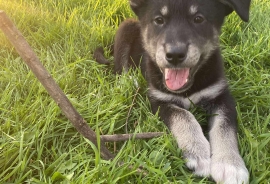 Siberian Husky