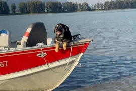 Siberian Husky Siberian Husky