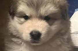 Siberian Husky