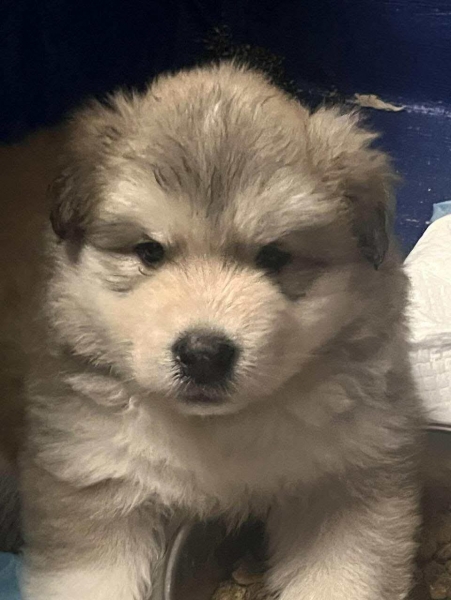 Siberian Husky