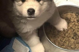 Siberian Husky