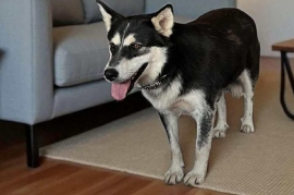 Siberian Husky