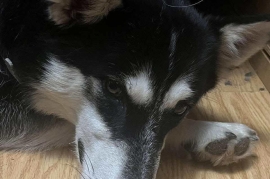 Siberian Husky