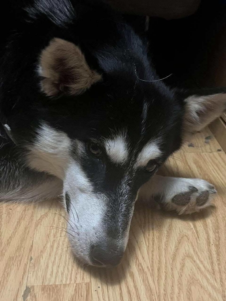 Siberian Husky