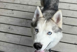 Siberian Husky