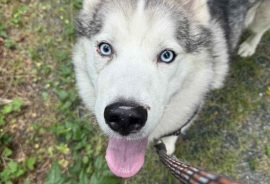 Siberian Husky